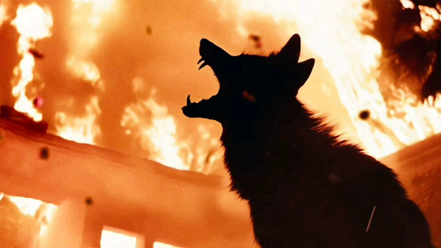 Coyotes / Coyotes (2025)