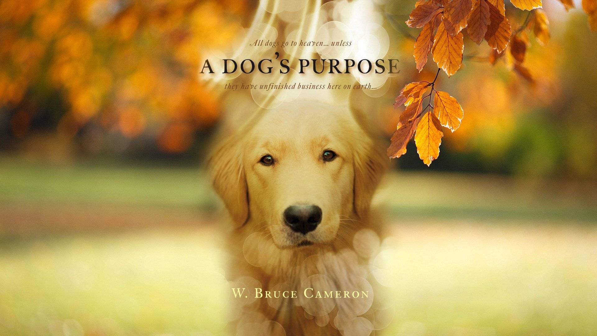 Xem Phim Mục Đích Sống Của Một Chú Chó, A Dog's Purpose 2017