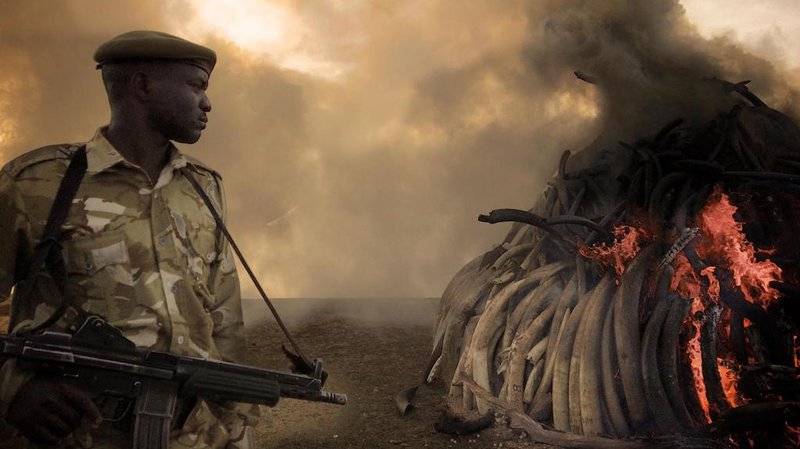 Xem Phim Cuộc chiến ngà voi, The Ivory Game 2016