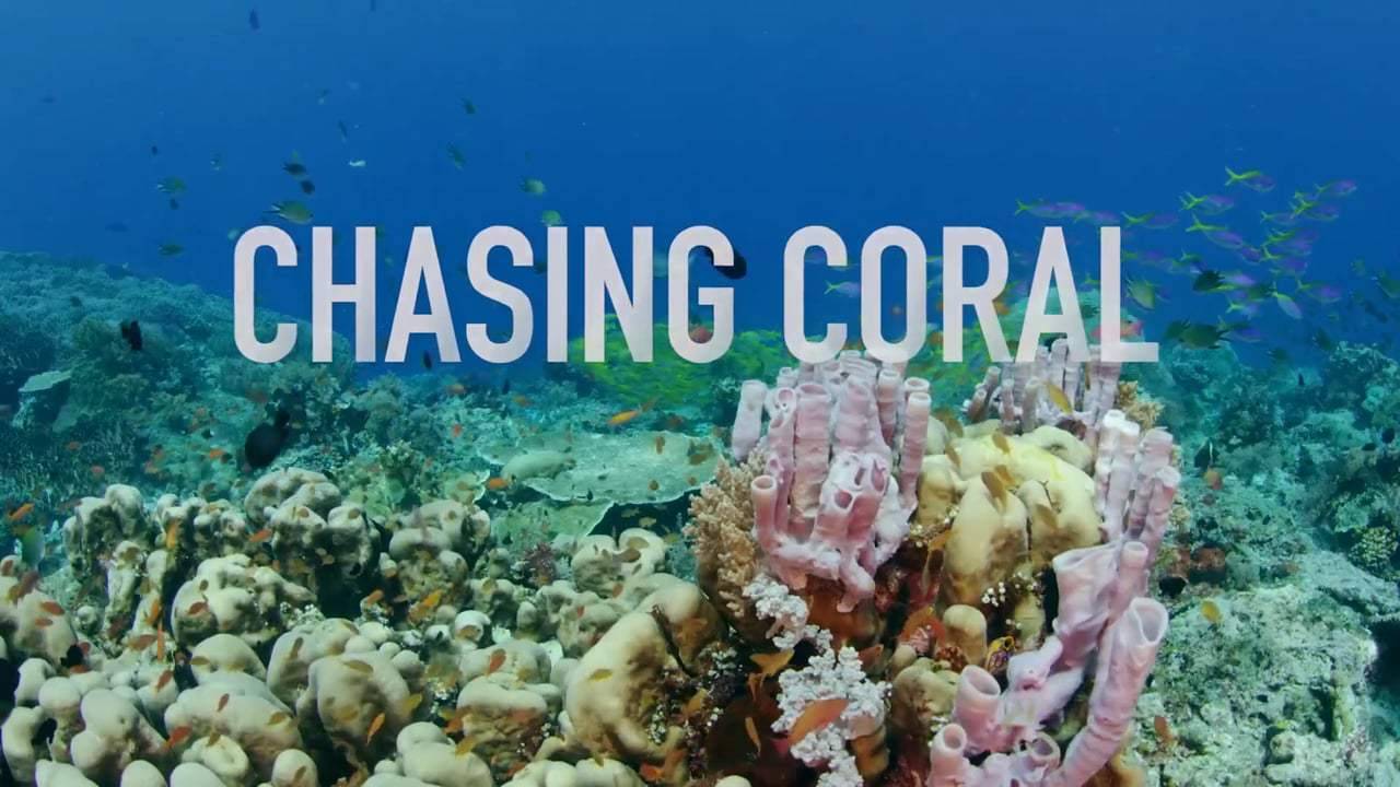 Xem Phim Đi tìm san hô, Chasing Coral 2017