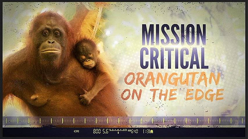 Mission Critical: Orangutan On The Edge (2016)
