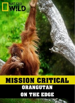 Nhiệm Vụ Cấp Bách: Đười Ươi - Trước Nguy Cơ Tuyệt Chủng, Mission Critical: Orangutan On The Edge (2016)
