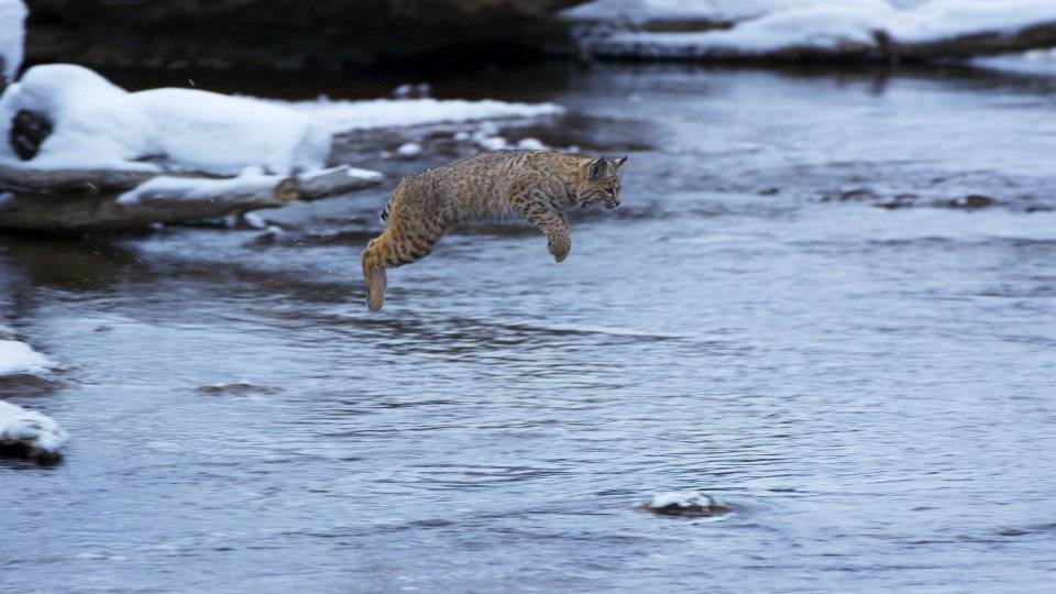 Xem Phim Hành Trình Trái Đất 2, Planet Earth II 2016